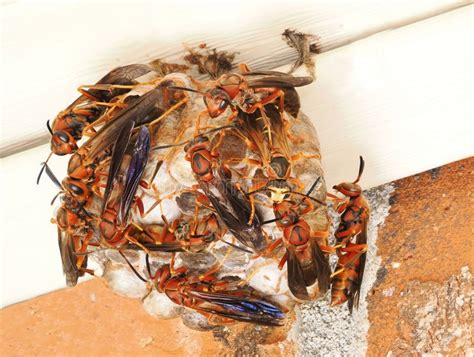 Are Red Paper Wasps Aggressive: Unraveling the Mysteries of Their Behavior and Beyond