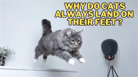 Can You Do a Half Marathon Without Training? And Why Do Cats Always Land on Their Feet?