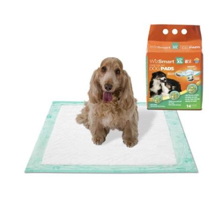 Do Dog Diapers Help with Potty Training? And Why Do Cats Always Land on Their Feet?