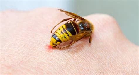 Do Paper Wasps Sting for No Reason, or Do They Just Really Dislike Mondays?