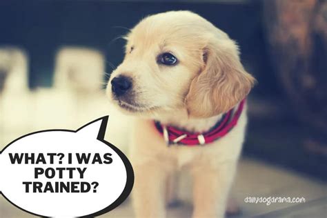 Does Spaying a Dog Help with Potty Training? And Why Do Cats Always Land on Their Feet?