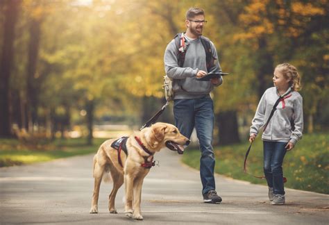 How Much Does Service Dog Training Cost: Unraveling the Financial and Emotional Investment