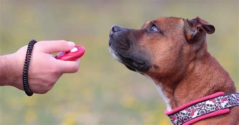 How to Use a Clicker for Dog Training: A Symphony of Clicks and Treats