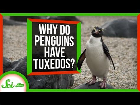 Is Education a Right or a Privilege: Why Do Penguins Wear Tuxedos to School?